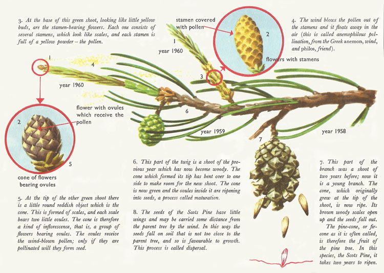 Development of pine cones