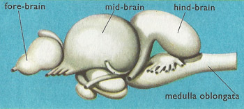 cod's brain