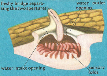 fish sense of smell