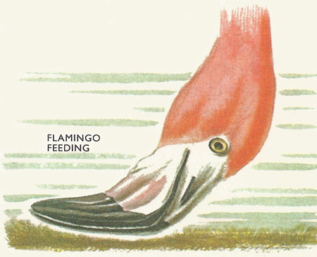 flamingo feeding feeding