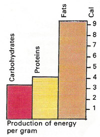 food energy per gram