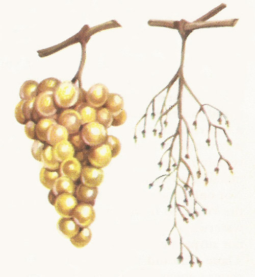 cluster of grapes