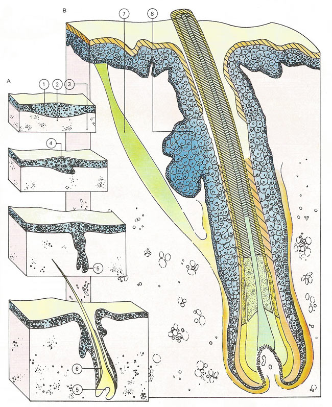 hair growth and structure