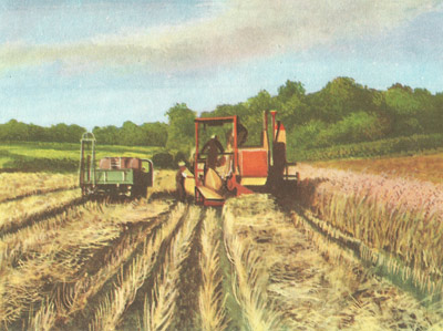 Harvesting a mustard crop