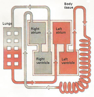 schematic diagram of a heart