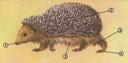 Hedgehog characteristics