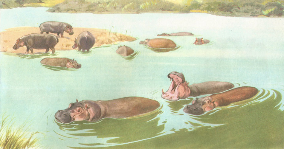 Herd of hippopotamus