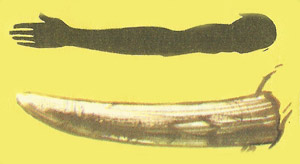 Hippopotamus tusk