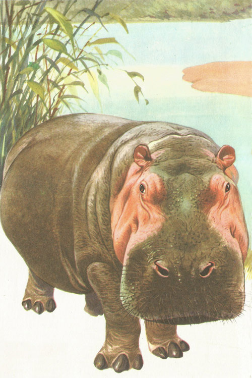 Hippopotamus