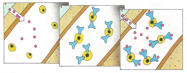 how antigens are attacked by antibodies