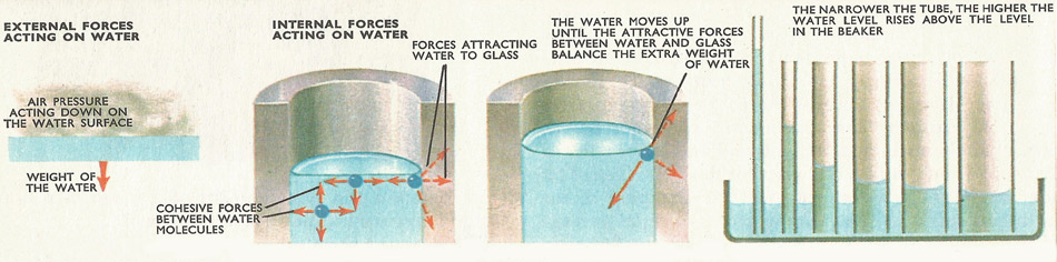 How capillary action works