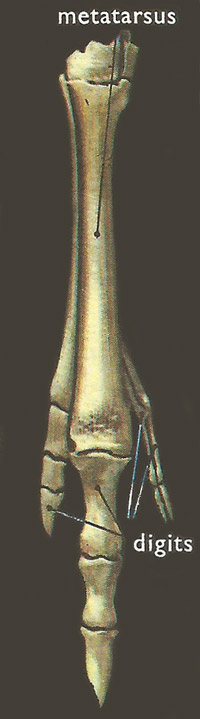 Hind foot of a kangaroo