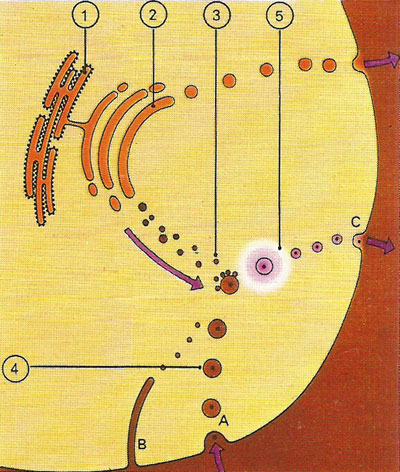 how large particles enter a cell