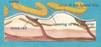 lateral line