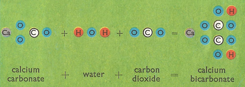 lime water reaction