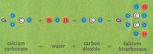 lime water reaction