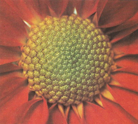 logarithmic spiral in a flower