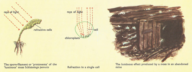 The 'luminous' moss Schistostega pennata