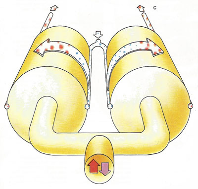 Final stage of the respiratory cycle