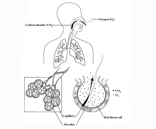 how the lungs work