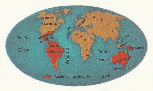 Distribution of marsupials