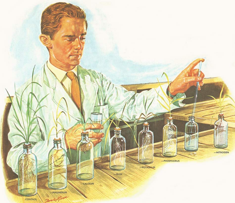 water culture experiment to determine the importance of various minerals to plants