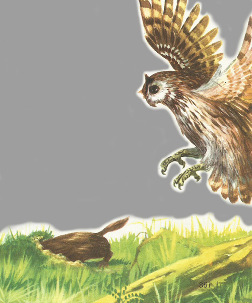 At night moles are preyed upon by owls