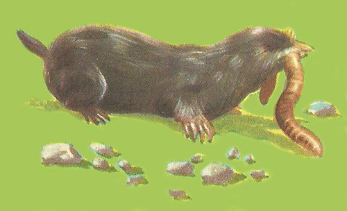 Mole eating a worm