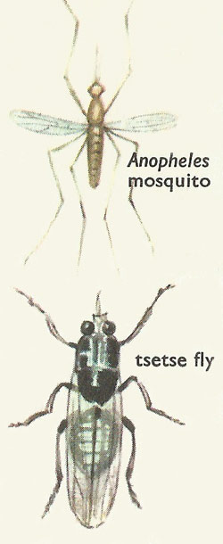 mosquito and tsetse fly