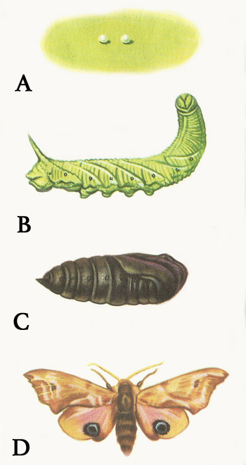 Metamorphosis of the Eyed Hoawk Moth