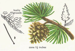 Mountain pine