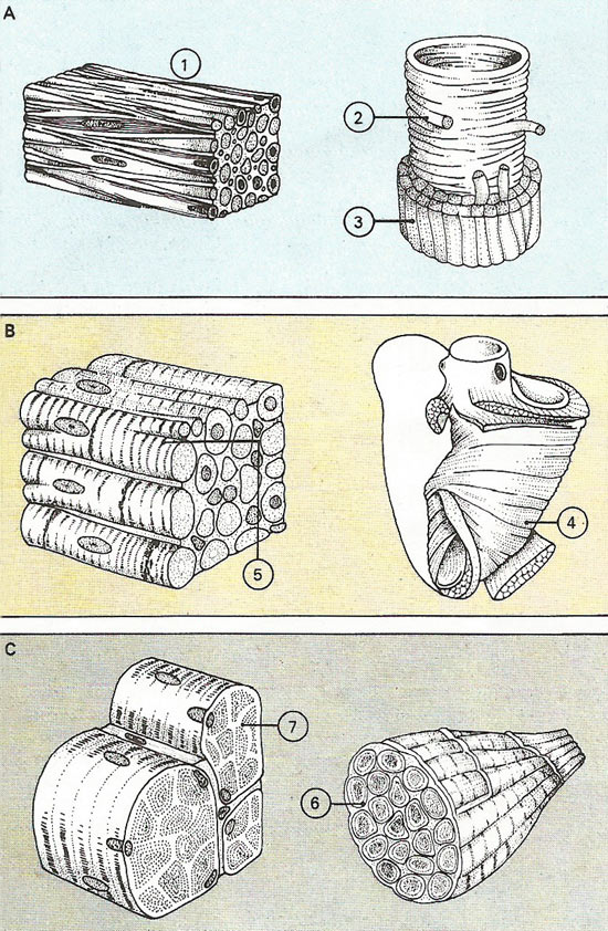 muscle tissue types