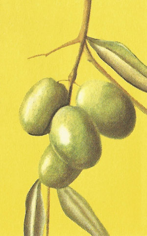 Olives