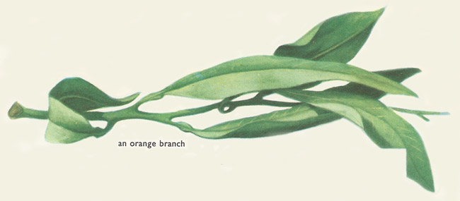 orange branch