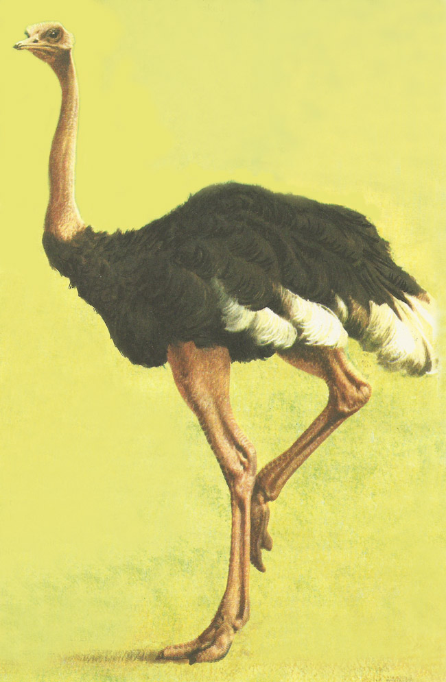 ostrich