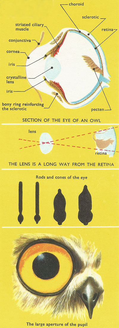 the owl's eye