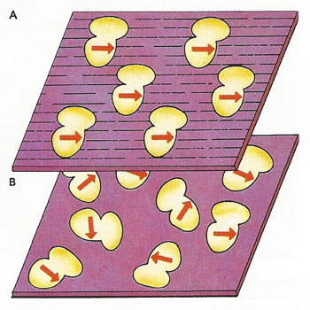 paramagnetic salt