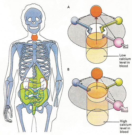 parathyroid glands and PTH