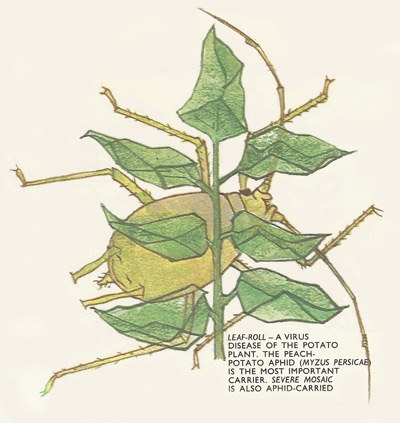 peach-potato aphid