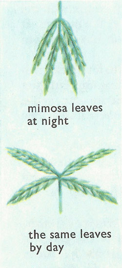 Mimosa leaves at night and by day