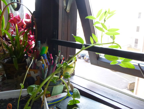 phototropism in a bean plant