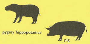 Comparison in size between a pygmy hippo and pig