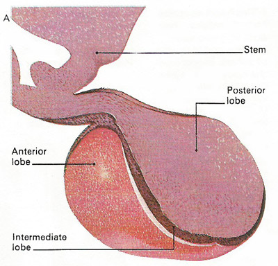 lobes of the pituitary gland