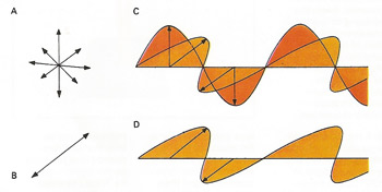 unpolarized and plane polarized light