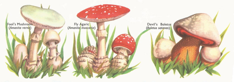 poisonous fungi