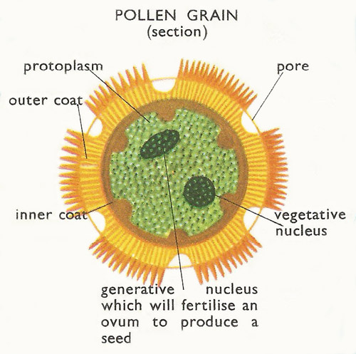 pollen grain section