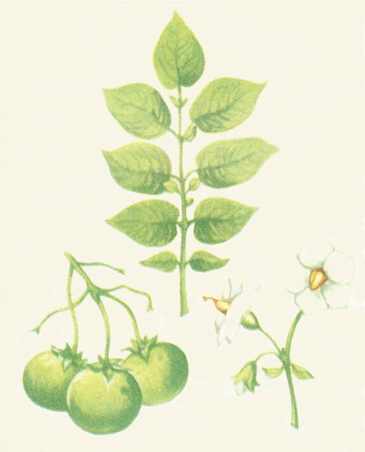 Fruit, leaves, and flowers of the potato