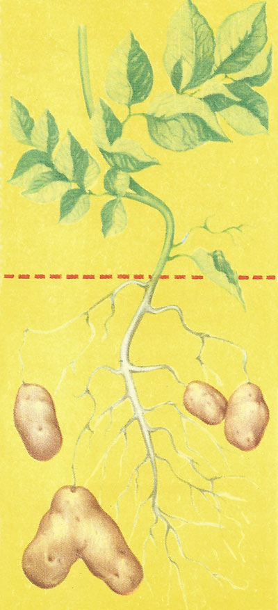 potato plant