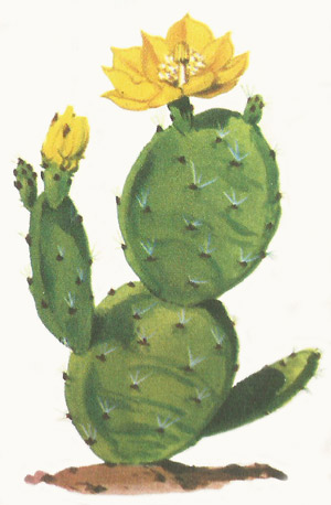 Prickly pear