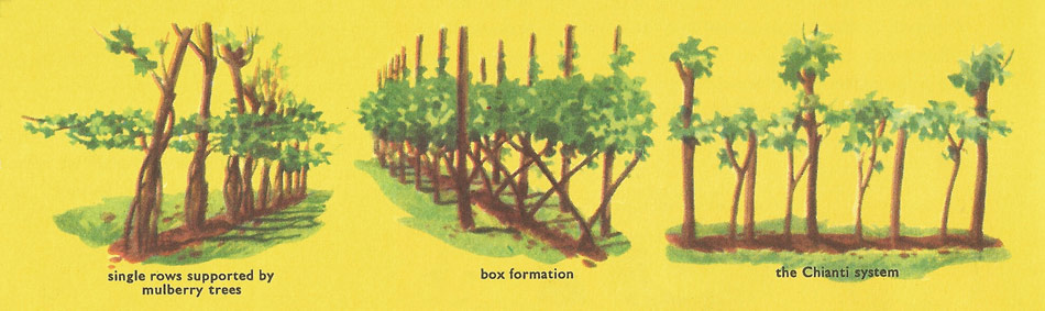 methods of pruning and shaping vines